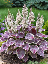 Load image into Gallery viewer, š„š¤Flame Black Red Rare Hosta Flower Seeds + 100 grams Organic Pot mix Free š