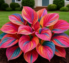 Load image into Gallery viewer, 🔥🖤Flame Black Red Rare Hosta Flower Seeds + 100 grams Organic Pot mix Free 🎁
