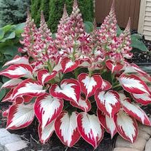 Load image into Gallery viewer, 🔥🖤Flame Black Red Rare Hosta Flower Seeds + 100 grams Organic Pot mix Free 🎁
