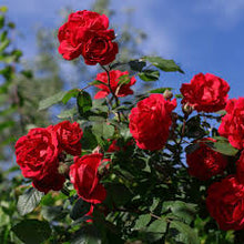 Load image into Gallery viewer, 🌹 Elegant Climbing Rose Flower Seeds🌹
